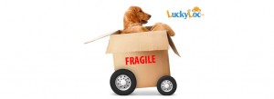 Déménagement d'un chien, c'est fragile mais luckyloc et ses locations à 1 euro en prend soin